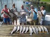 (08/06/2018) - Nice Striped Bass